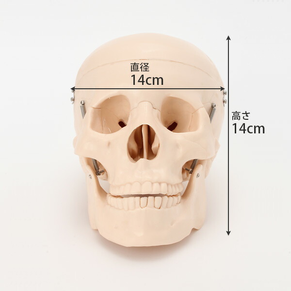 楽天市場】人体模型 骨格模型 頭蓋骨 模型 実物大 間接模型 骨格標本