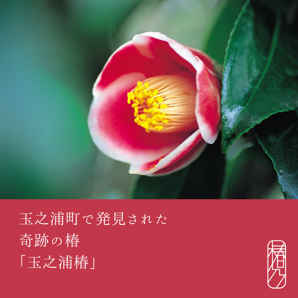 玉之浦町で発見された奇跡の椿「玉之浦椿」 | 長崎県五島列島産 椿油