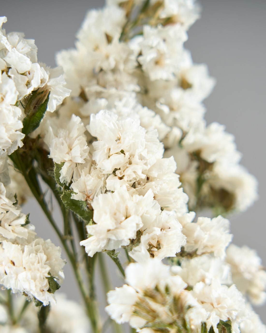 スターチス 通販｜ドライフラワー・スワッグ専門店 土と風の植物園