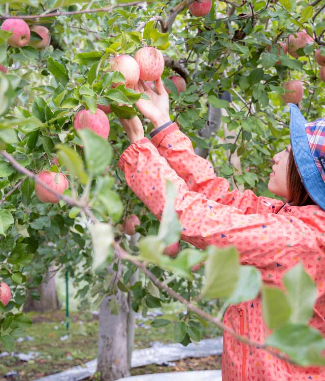 百色の青森 みんなが知らない'りんご'のお話 | ハンドメイドガラスの