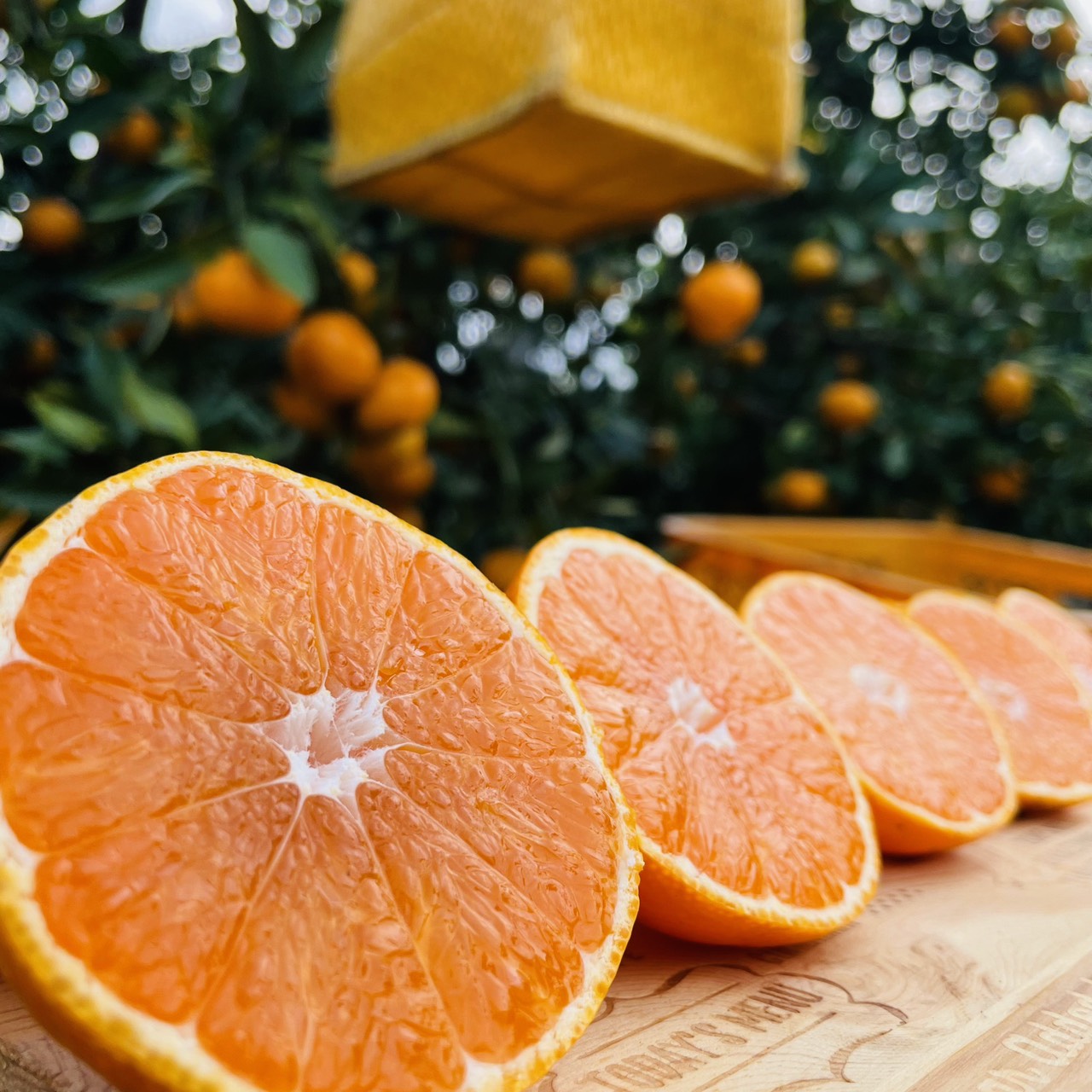 フィルローラー - 通販の虎