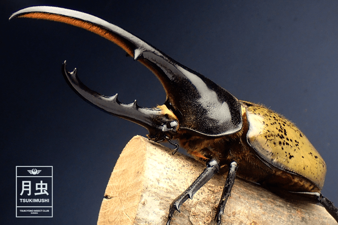 ヘラクレスオオカブトのご紹介｜世界最大のカブトムシ | 月虫
