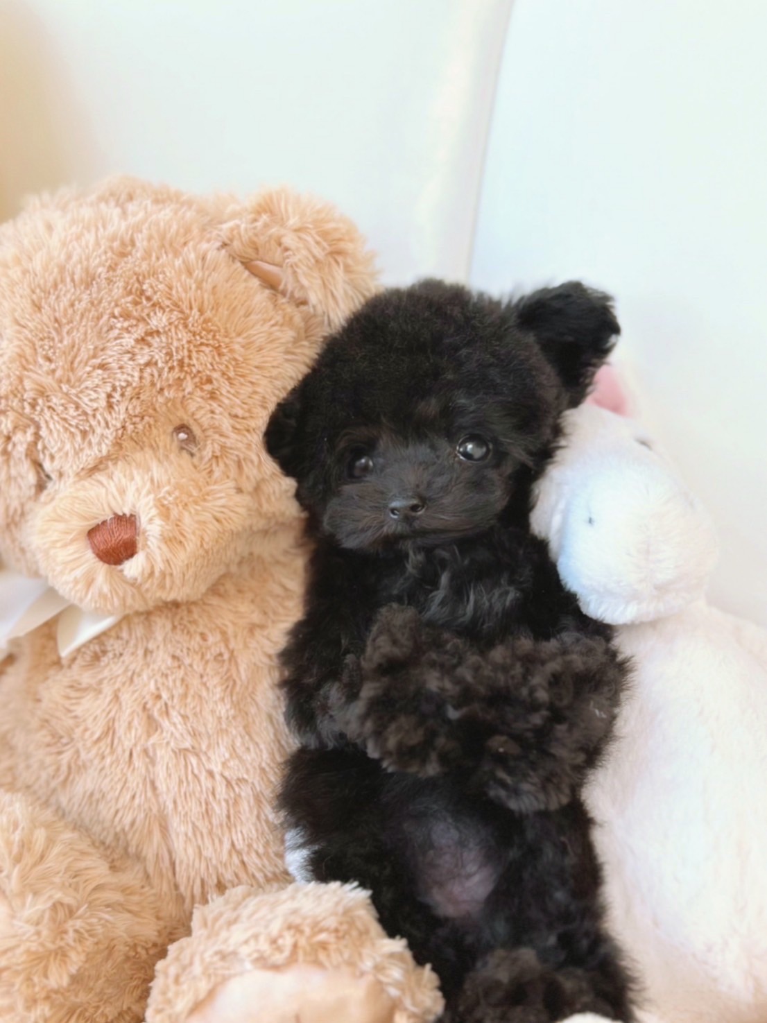 希少！ちびちびサイズの珍しいジェットブラックの女の子♡＊4228