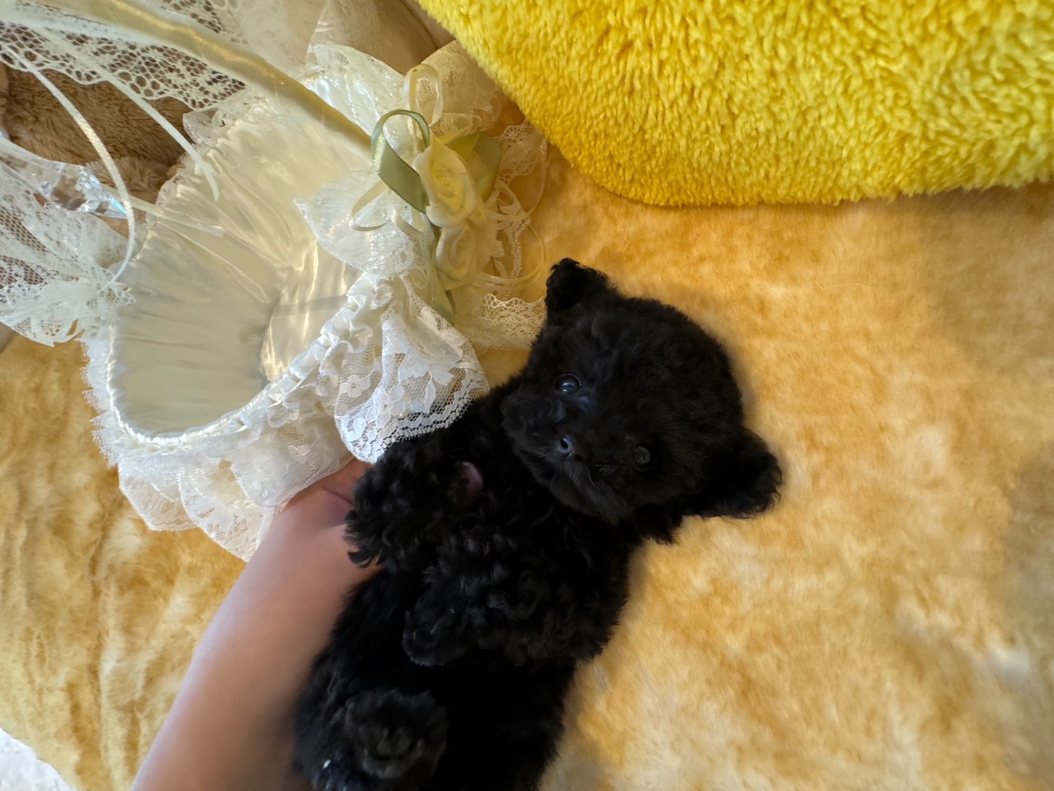 希少！ちびちびサイズの珍しいジェットブラックの女の子♡＊4228