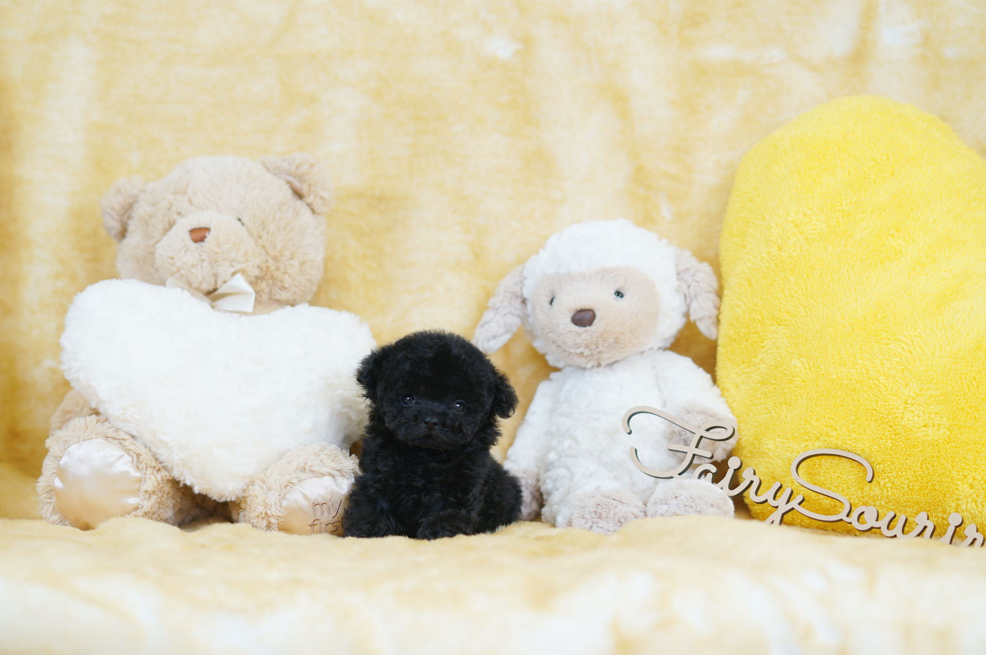 希少！ちびちびサイズの珍しいジェットブラックの女の子♡＊4228