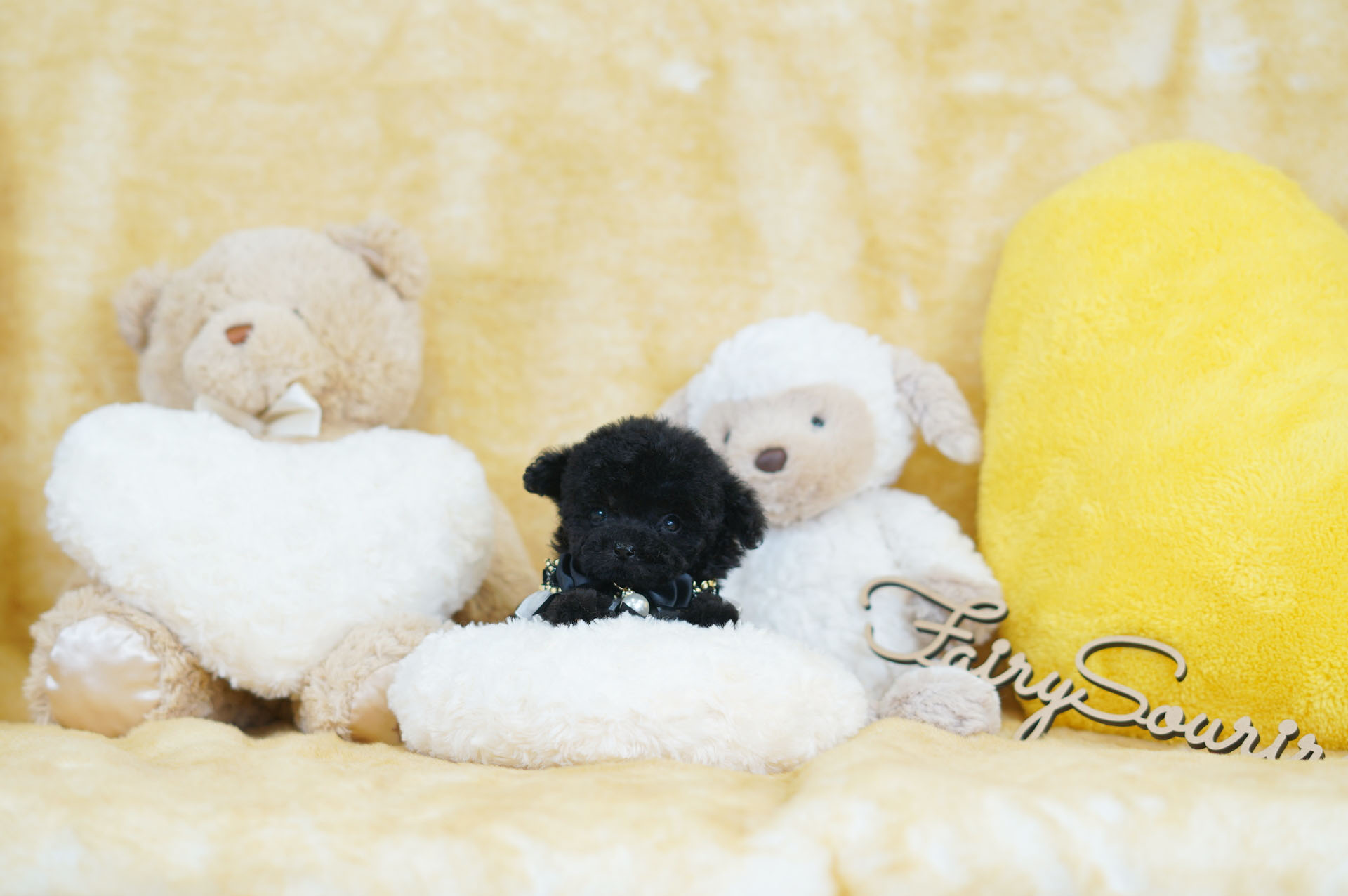 希少！ちびちびサイズの珍しいジェットブラックの女の子♡＊4228