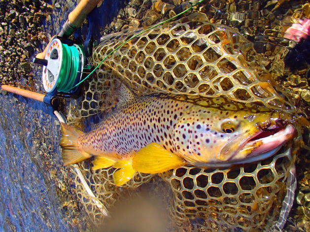 中禅寺湖のメモリアルトラウト！トラウトフィッシャーマンのHP