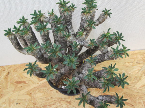 11 ユーフォルビア ギラウミニアナ euphorbia gullaumniana | 塊根植物