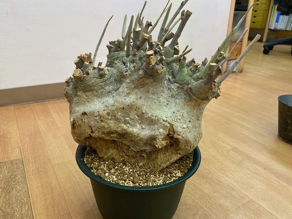 アデニア ペチュエリー 発根管理1 | 塊根植物・コーディックス・多肉