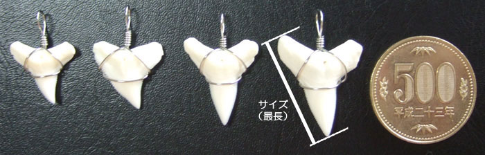 サメの種類とサメの歯について : Tribal Spirits オンラインショップ