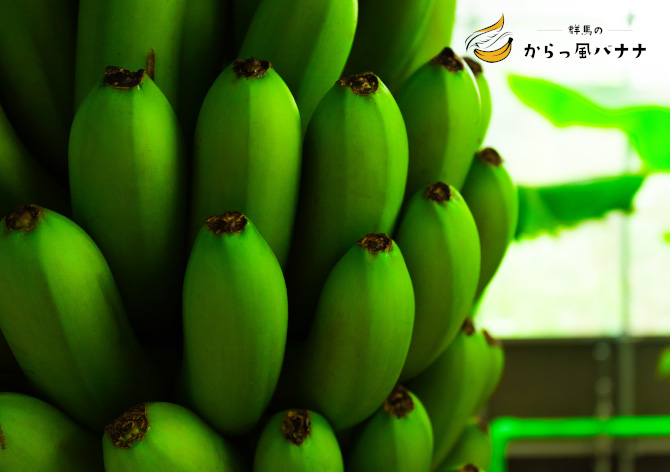 群馬のからっ風バナナB品6本入り｜通販商品｜トリニティーライフ
