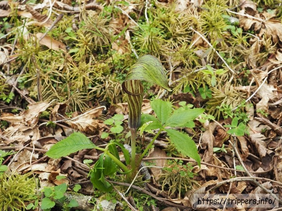 オオミネテンナンショウ
