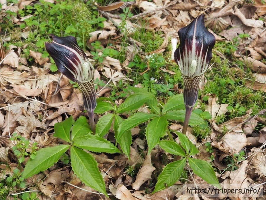 オオミネテンナンショウ