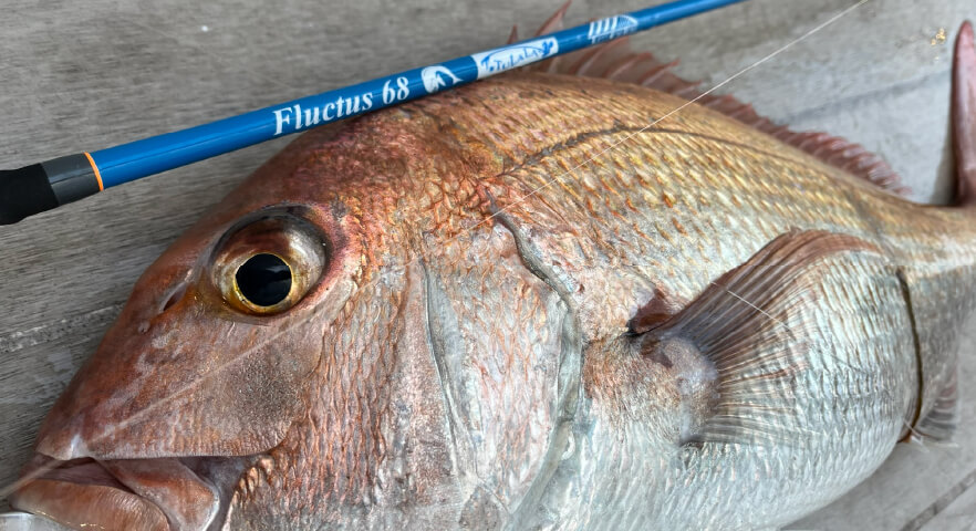 TULALA | Ford every stream | » Fluctus S68ML StrawSetting