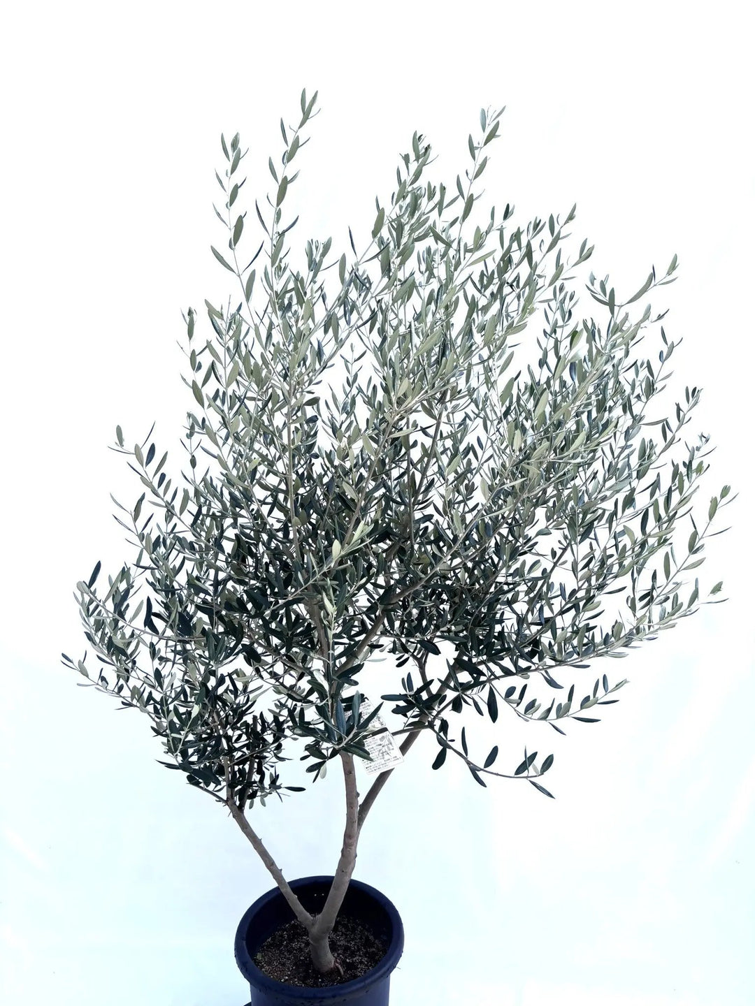 NEWアスコラーナ（オリーブの木）｜Lサイズ｜NO.10680｜約175cm｜観賞
