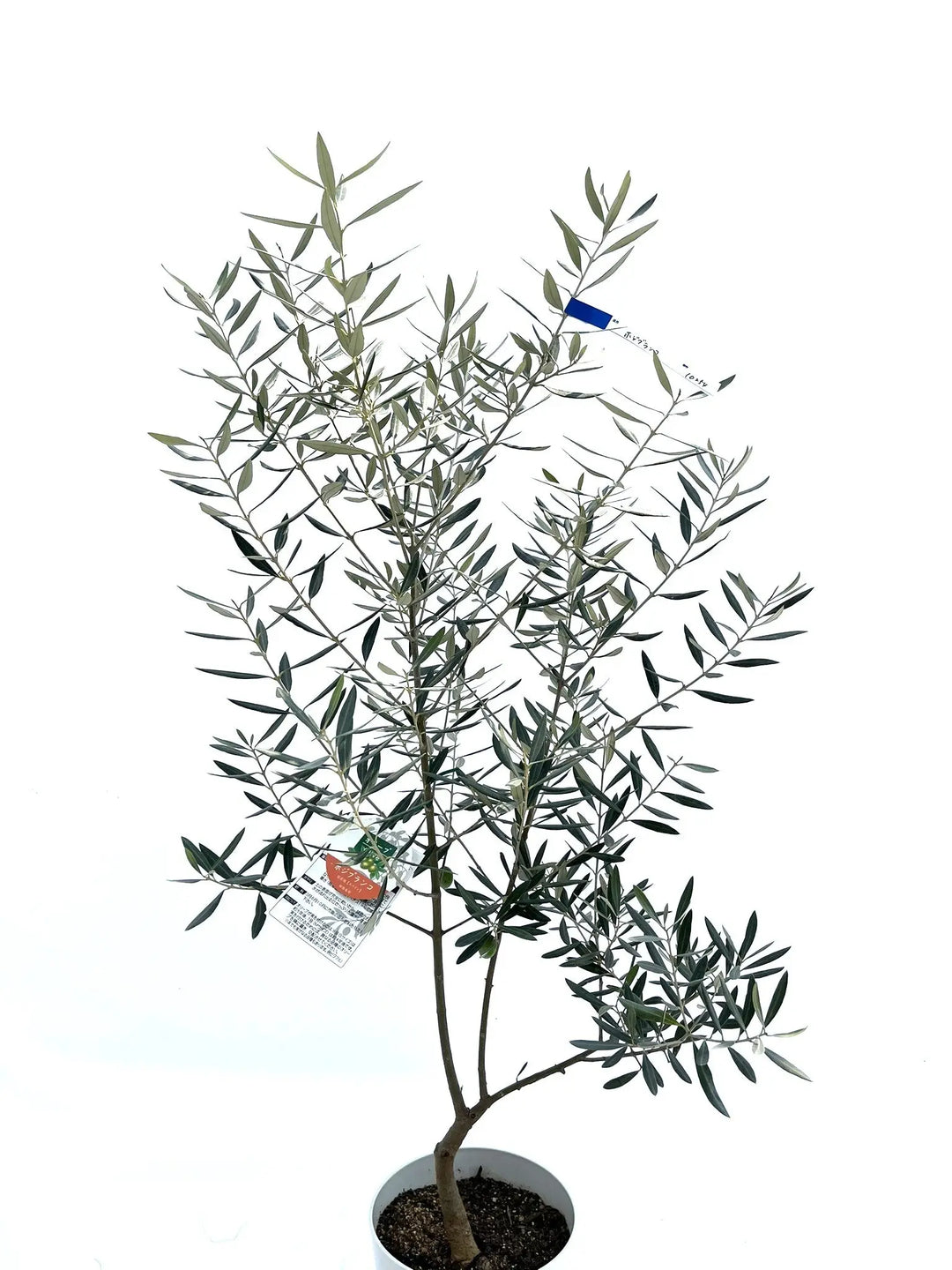 ホジブランコ Sサイズ 約120cm NO.10254 オリーブの木 - 株式会社鶴亀園