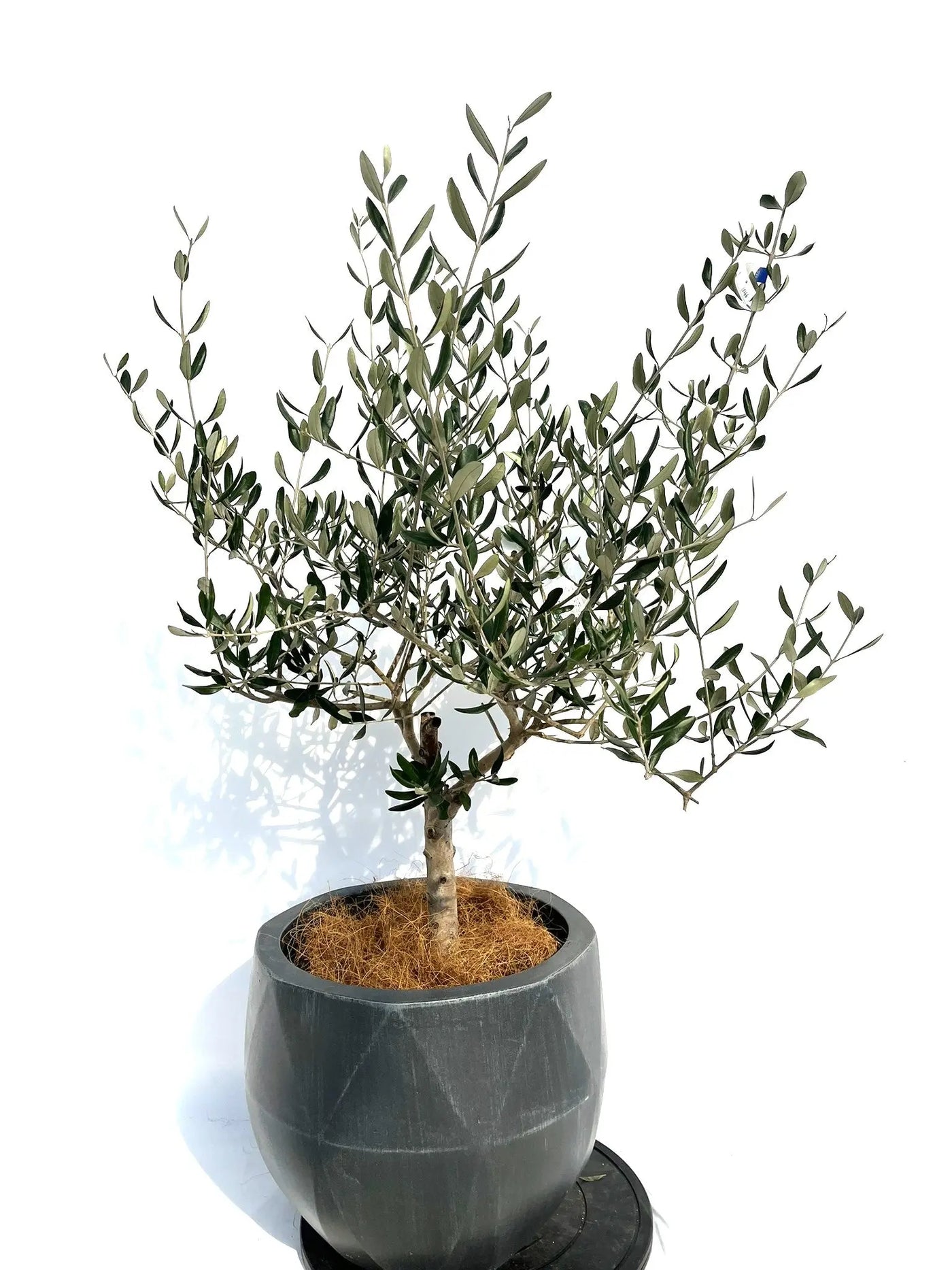 ルッカ Mサイズ 約120cm NO.10266 オリーブの木 - 株式会社鶴亀園