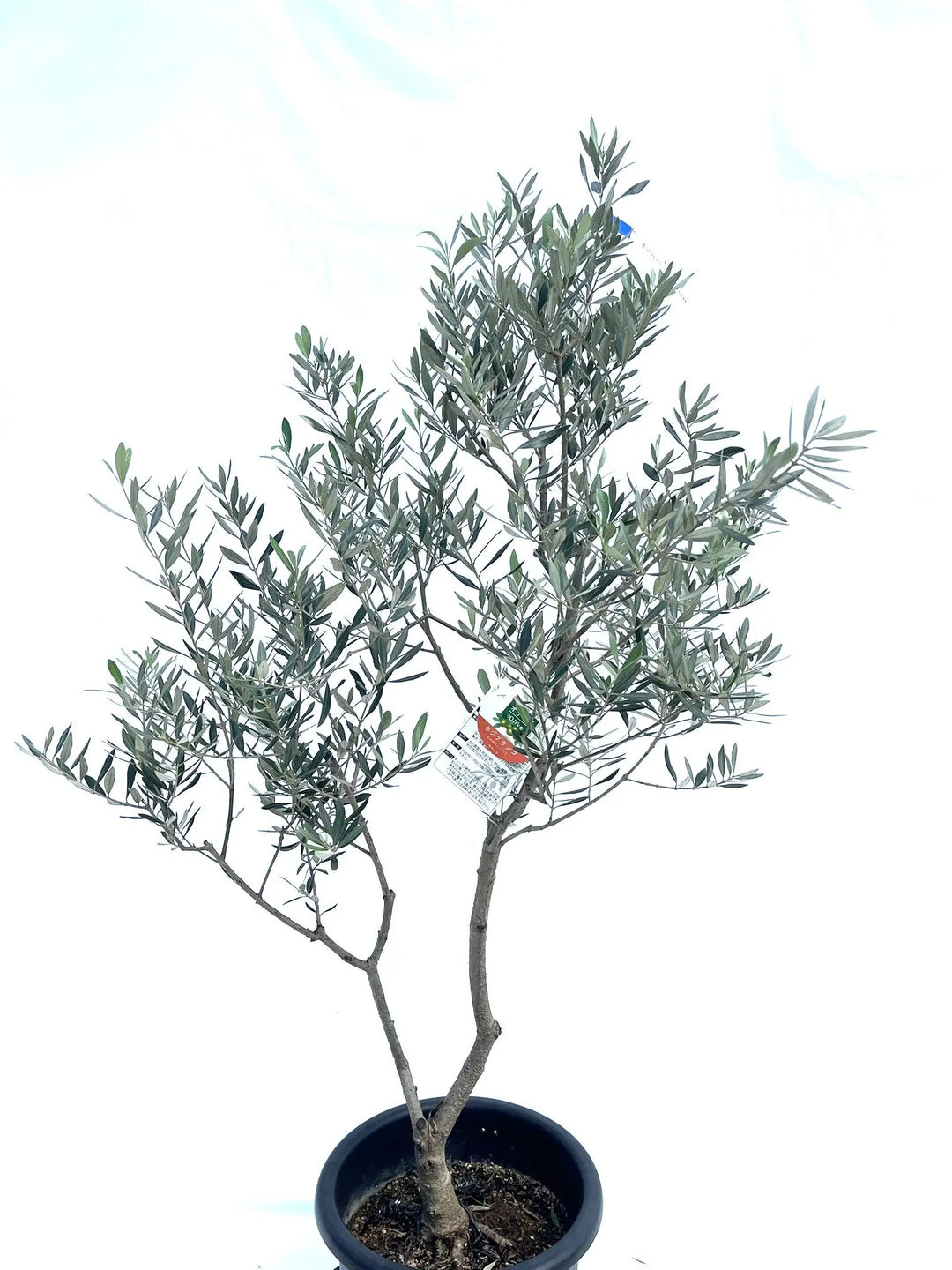 ホジブランコ Lサイズ 約140cm NO.10277 オリーブの木 - 株式会社鶴亀園