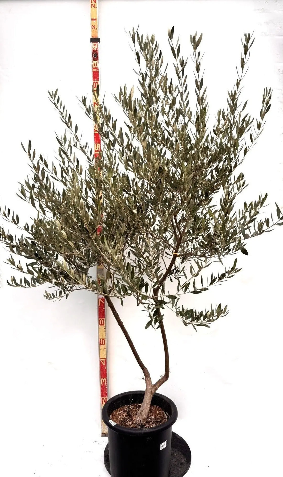 NEWミッション（オリーブの木）｜Lサイズ｜K-285｜約180cm｜人気・直立