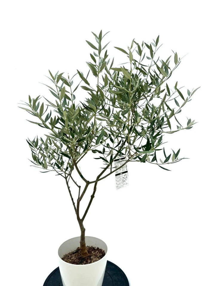 人気・銀葉】ホジブランコ（オリーブの木）「初心者向き」｜105cm｜S