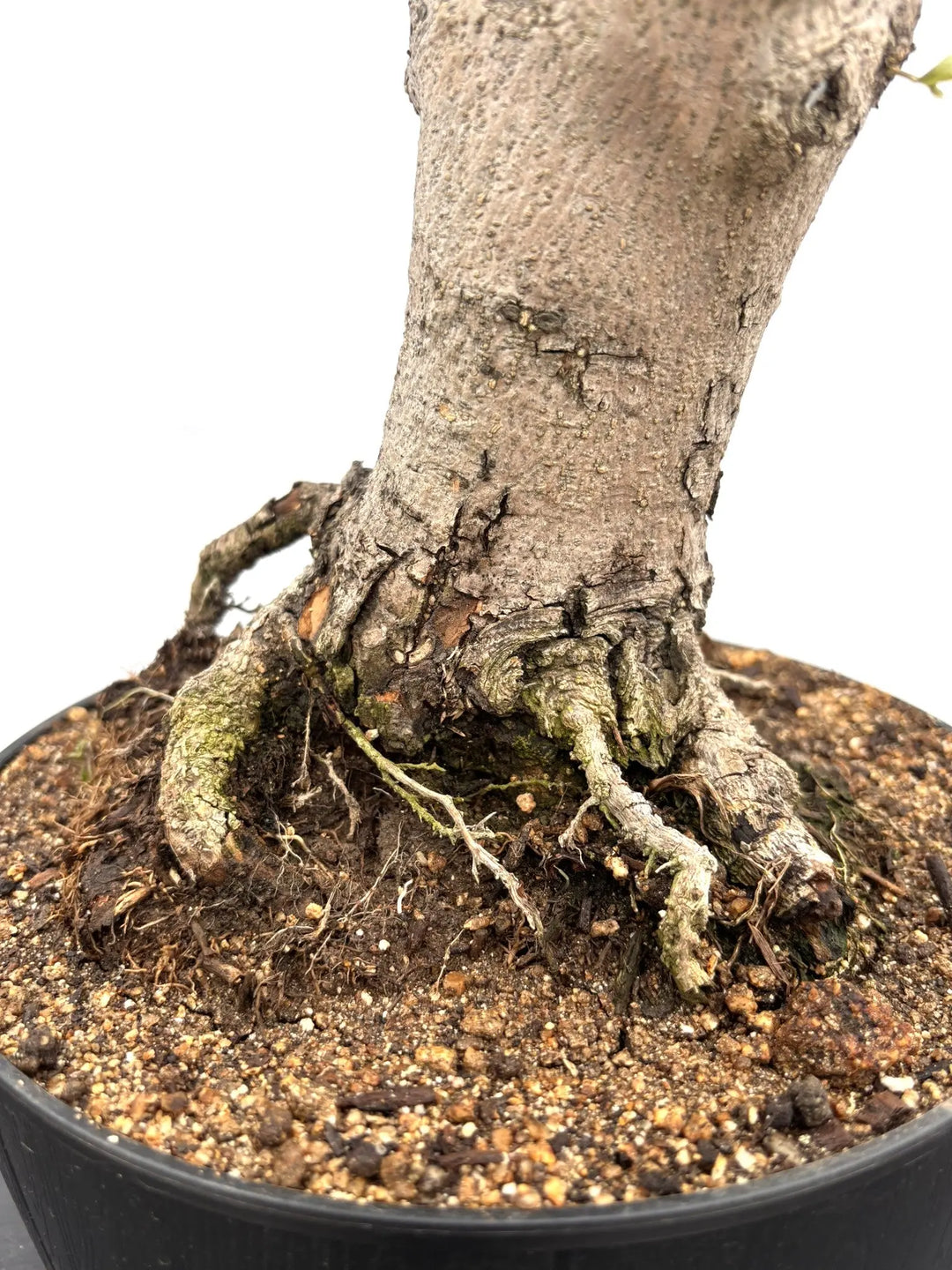 NEWルッカ（オリーブの木）【盆栽風】｜Mサイズ｜NO.10763｜約60cm