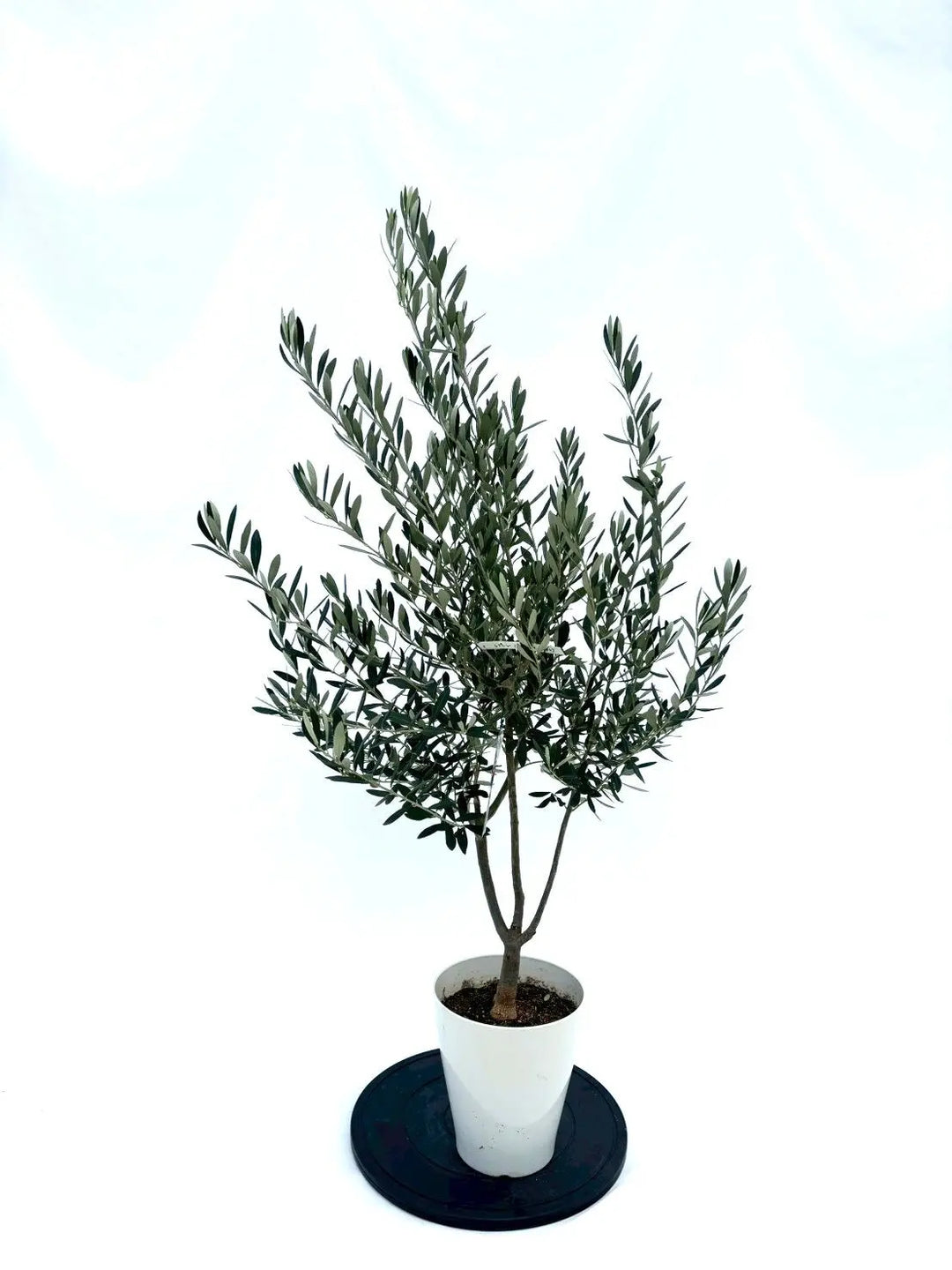 NEWシプレシーノ（オリーブの木）｜Sサイズ｜NO.10847｜約135cm｜人気