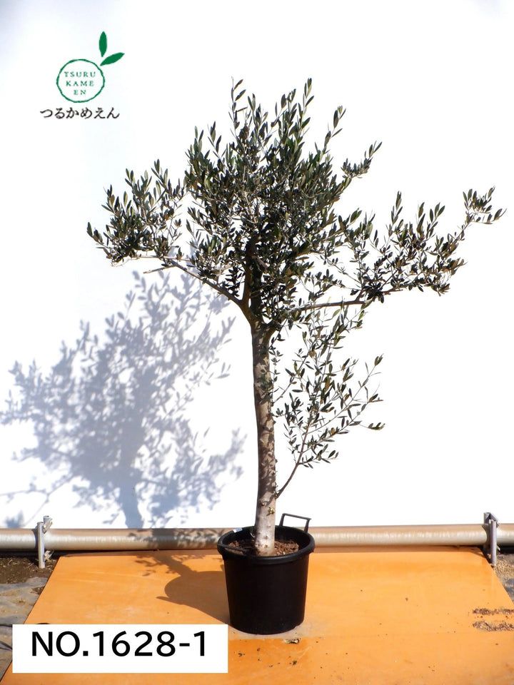 寒さに強い・開帳型】アスコラーナ（オリーブの木）〈大型商品