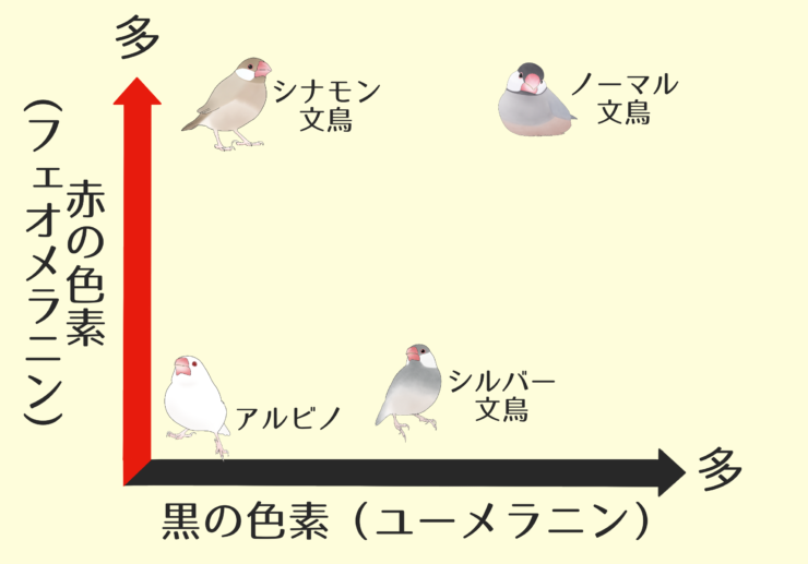 白文鳥は日本産まれ？ 文鳥のカラーバリエーションを紹介します
