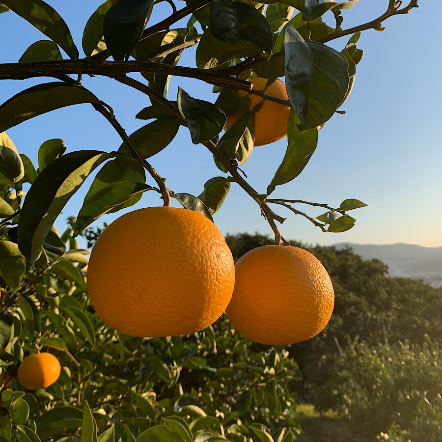 家庭用】 和歌山産 有田の八朔 10㎏ サイズ混合 - 内芝ファーム