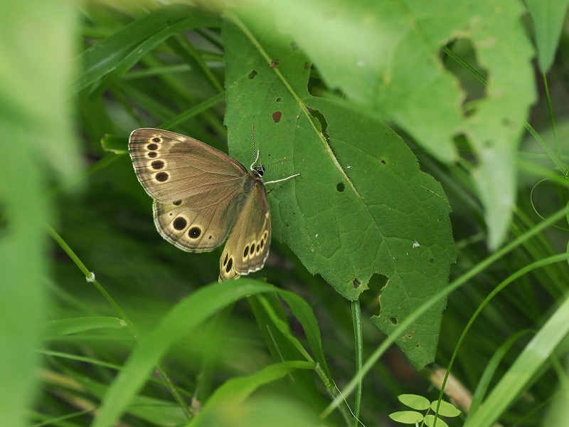 北海道 旭川市 ウラジャノメ