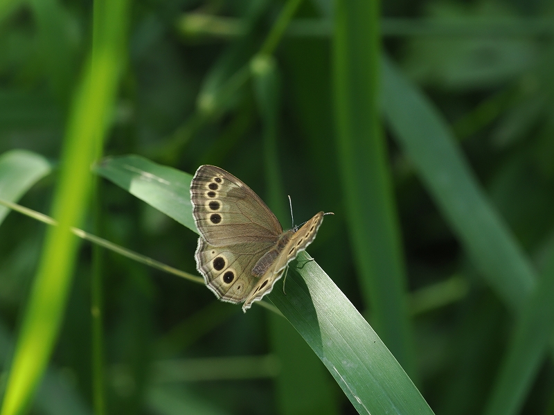 北海道 旭川市 ウラジャノメ