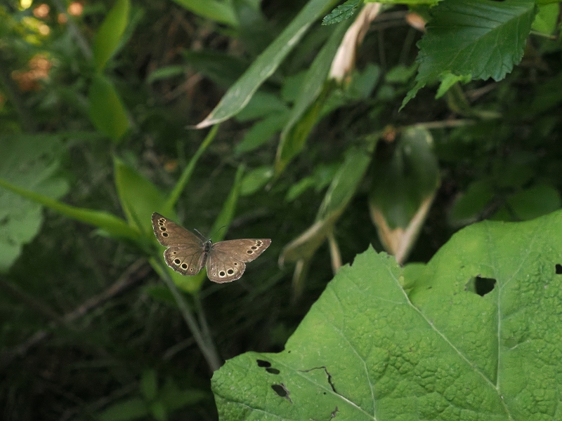 北海道 旭川市 ウラジャノメ