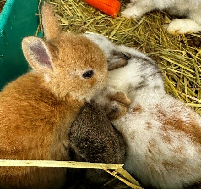 うさぎの四つ子 誕生！！ | 動物の森 ｜ ブログ | 海の中道海浜公園