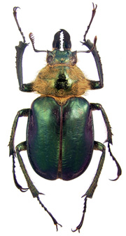 Guide to New World Scarab Beetles-Lucanidae, Sphaenognathus