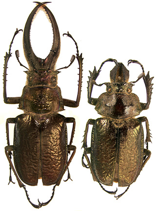 Guide to New World Scarab Beetles-Lucanidae, Sphaenognathus giganteus