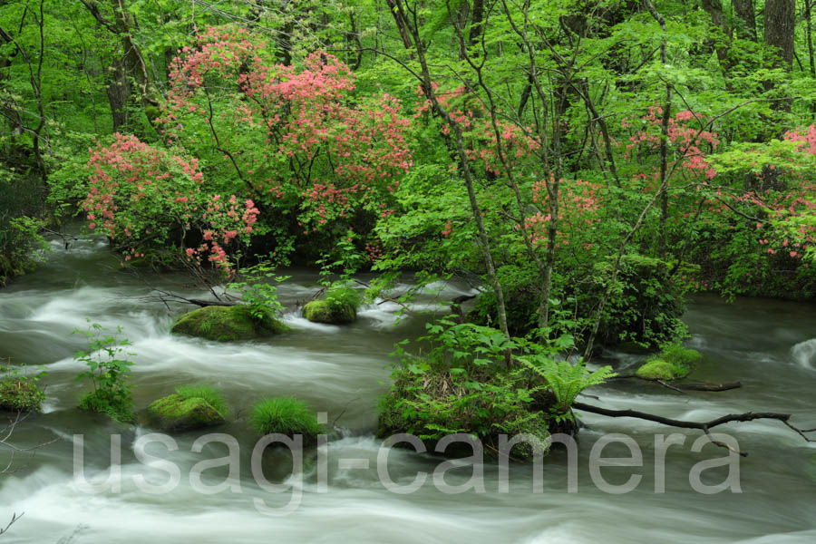新緑とツツジ咲く奥入瀬渓流 | うさぎとカメラ