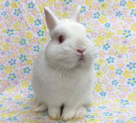 ネザーランドドワーフ AA1 ルビーアイドホワイト 男の子 うさぎ専門店