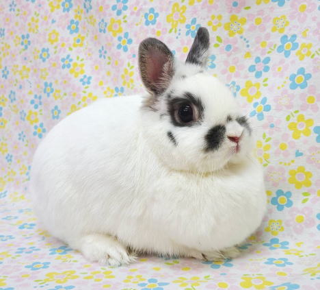 ネザーランドドワーフ AA7 ブロークンブルーオター 女の子 うさぎ専門