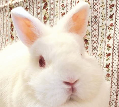 ネザーランドドワーフ AA5 ルビーアイドホワイト 女の子 うさぎ専門店