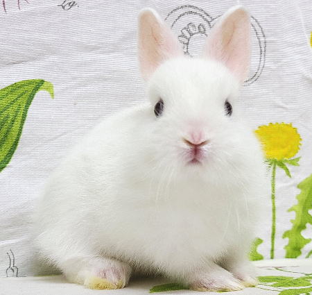 ネザーランドドワーフ AA18 ブルーアイドホワイト 男の子 うさぎ専門店