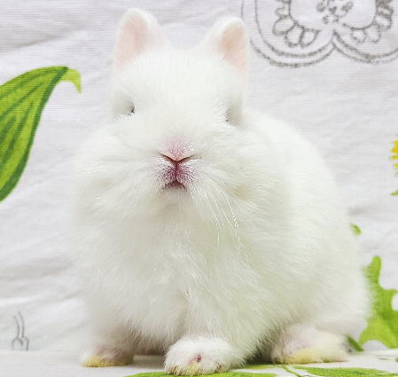 ネザーランドドワーフ A26 ブルーアイドホワイト 女の子 うさぎ専門店