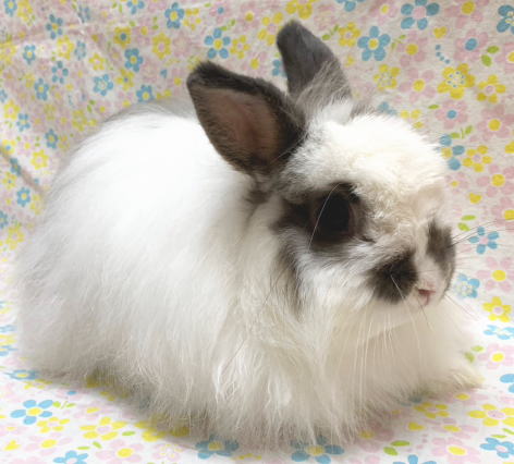 ジャージーウーリー J74 ブロークンオパール 男の子 うさぎ専門店