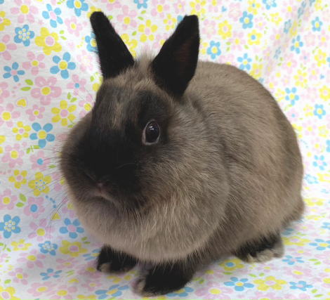 ネザーランドドワーフ A86 サイアミーズセーブル 女の子 うさぎ専門店