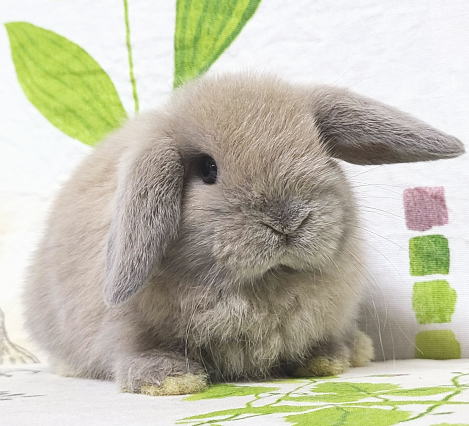 ホーランドロップ A36 ブルートート 女の子 うさぎ専門店 うさぎ舎