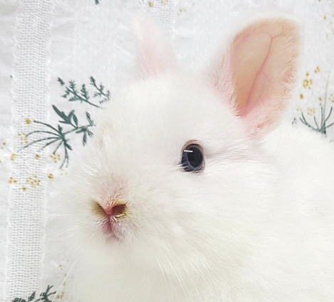 ネザーランドドワーフ N99 ブルーアイドホワイト 男の子 うさぎ専門店