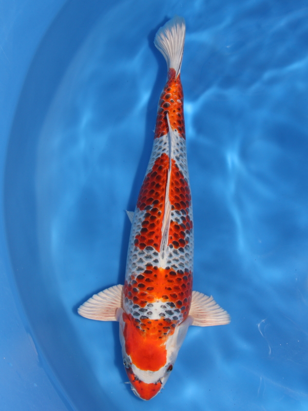 錦鯉 鯉 販売 通販 ネット販売 収穫祭！ 孔雀 52cm - 錦鯉販売 株式