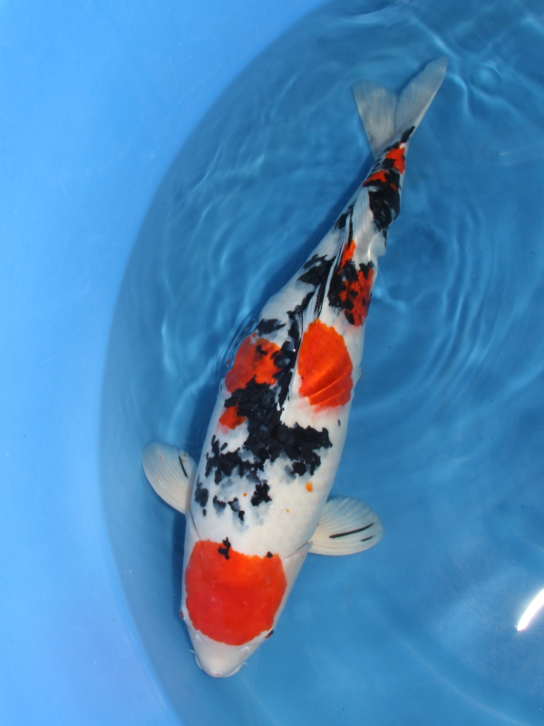 錦鯉 鯉 販売 通販 ネット販売 委託販売 特価 大正三色 62cm MU-004