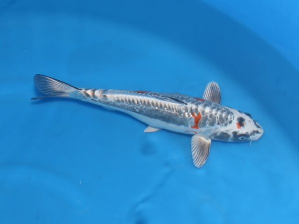 錦鯉 販売 通販 ネット販売 逸品鯉 紅輝黒竜 34cm BN8-005 - 錦鯉販売