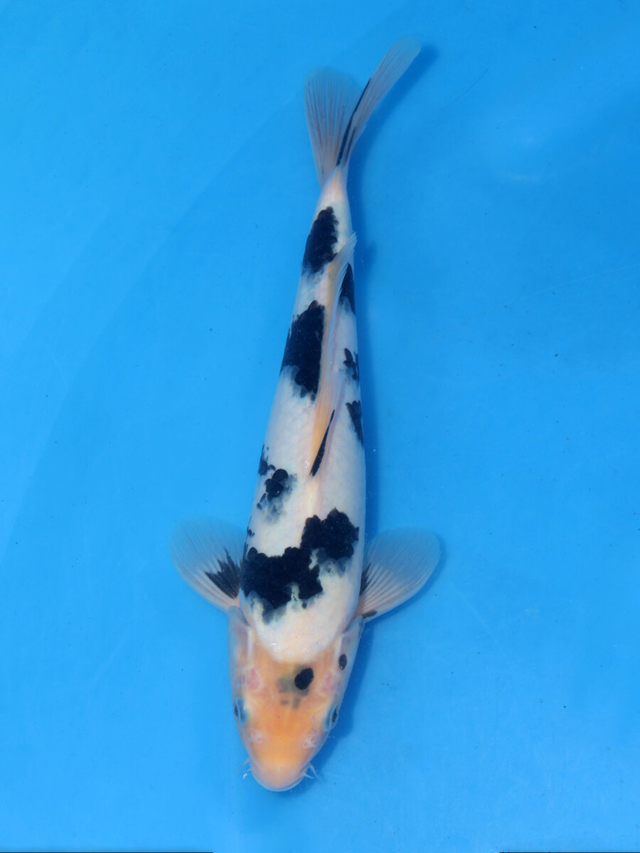 錦鯉 販売 通販 ネット販売 特価 白写り 28cm AG1-319 - 錦鯉販売 株式