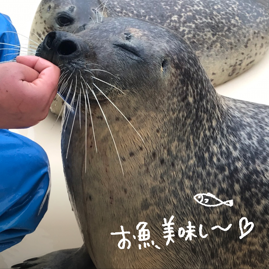 越前松島水族館のゴマフアザラシのリリィちゃん うっとりした表情に癒